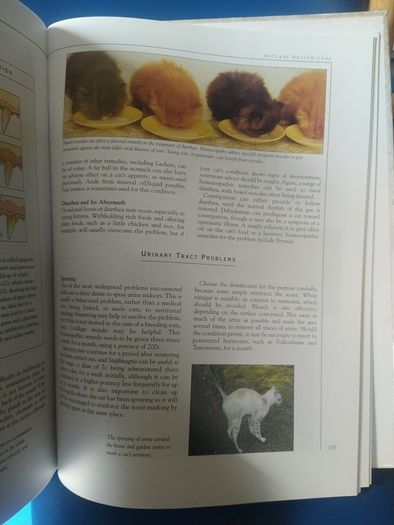 Giant Book of the Cat