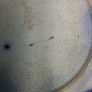 Antique Blue/White Dinner/ Display Plate Image 3