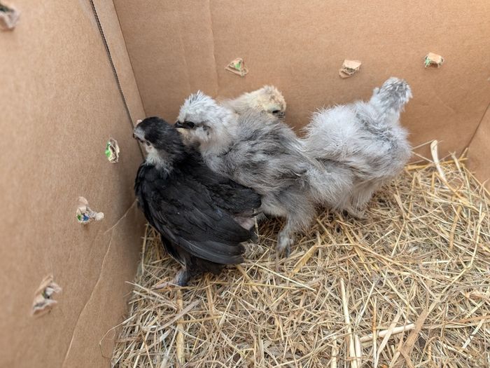 silkie and pekin chicks