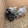 silkie and pekin chicks Image 2