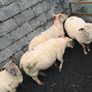 4 ewes inlamb Image 6