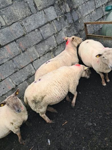 4 ewes inlamb