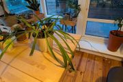 Two spider plants incl. Pot