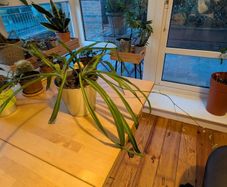 Two spider plants incl. Pot