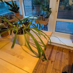 Two spider plants incl. Pot