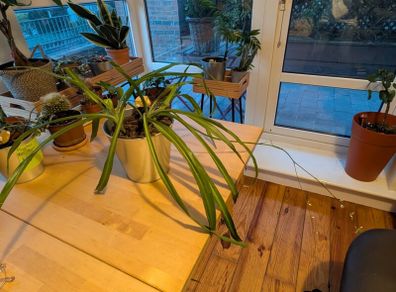 Two spider plants incl. Pot