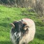 Hoggets Image 2