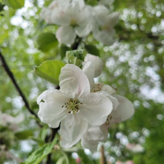 10 fruit trees