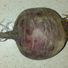 beetroot