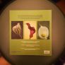 SALE! The Art of Flower & Garden Photography by Clive Nicholas (RARE signed copy) Image 2