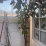 plants Image 2