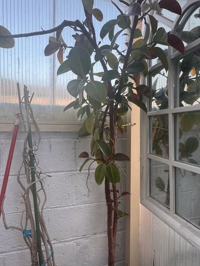 plants