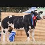 Online Belgian blue sale Image 2