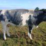 In calf heifers Ballinasloe mart 8th August Image 7