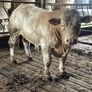 2 super purbread ch bulls very easy calving Image 3