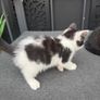 kittens free to go to good home Image 2