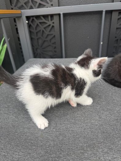 kittens free to go to good home