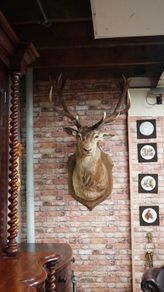 Large Vintage Taxidermy Red Deer Stag Bust