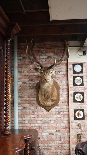 Large Vintage Taxidermy Red Deer Stag Bust