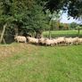 Ewes Image 5