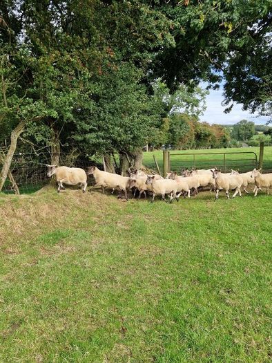 Ewes