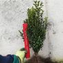 Box Hedging Image 8