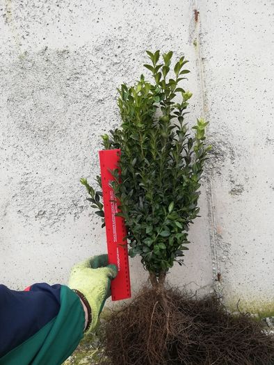 Box Hedging