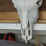 texas longhorn skull and horns Image 3