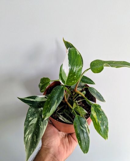 Philodendron White Princess Plant