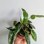 Philodendron White Princess Plant Image 4