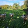 Wensleydale Ram Image 3