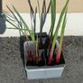 Gladiolus 'black surprise' flowers Image 2
