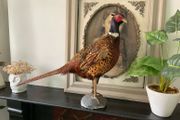 Taxidermy of a ringneck Pheasant