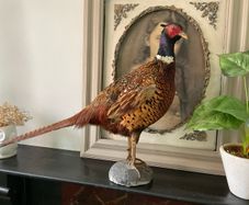 Taxidermy of a ringneck Pheasant