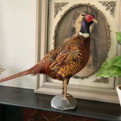 Taxidermy of a ringneck Pheasant