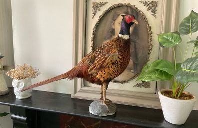 Taxidermy of a ringneck Pheasant