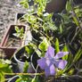 Flowers, herbs, bushes, trees Image 6