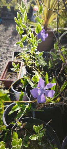Flowers, herbs, bushes, trees