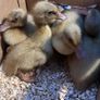 Hatching Eggs & Ducklings - Orpington Ducks Image 3