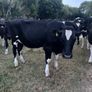 Bullocks Image 5