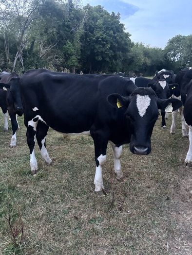 Bullocks