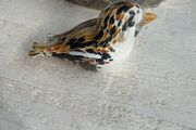 Langham Glass Sparrow