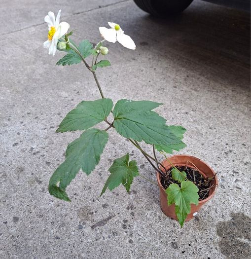White Japanese Anemone