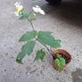White Japanese Anemone Image 5