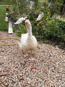 geese