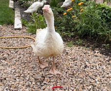 geese