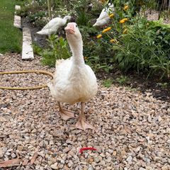 geese