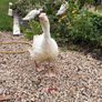 2 female geese Image 2