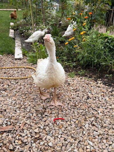 2 female geese