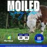 Pedigree Irish Moiled heifer Image 2